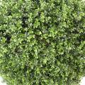 Buis Artificiel Boule NEW Regular UV