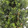 Buis Artificiel NEW Buisson UV